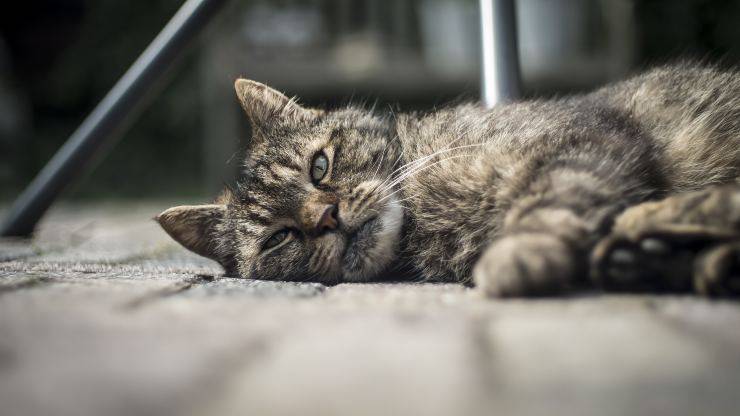 malattie comuni gatto anziano