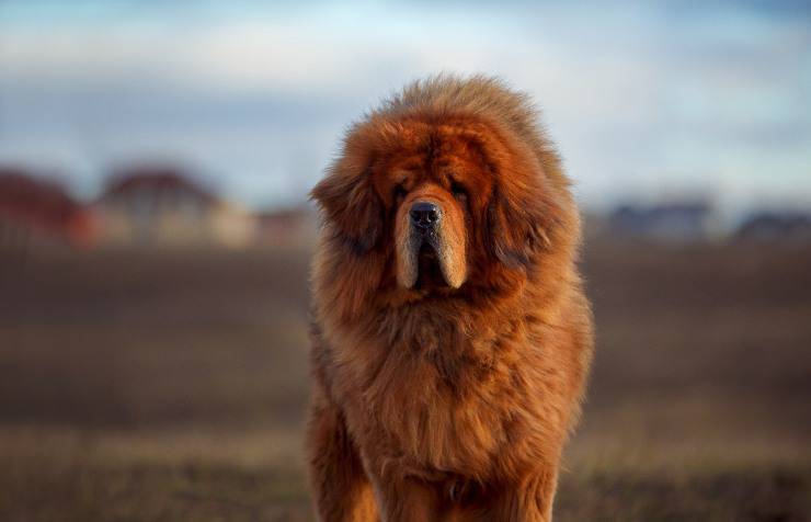 mastino tibetano