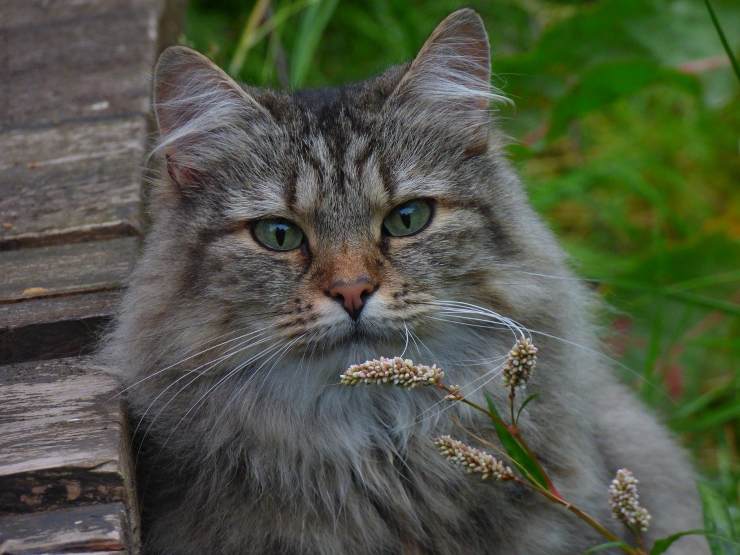 Norvegese delle foreste