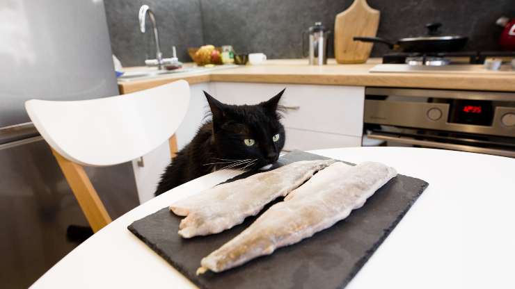 pesce surgelato al gatto