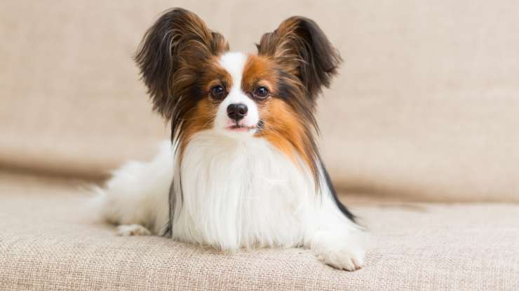 razze di cani che si comportano come gatti 