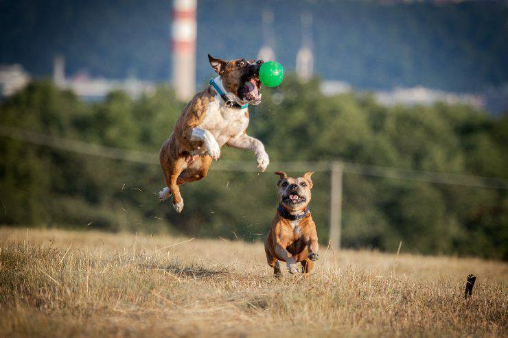 cani compatibili con il pitbull razze di cani che vanno d'accordo con il pitbull
