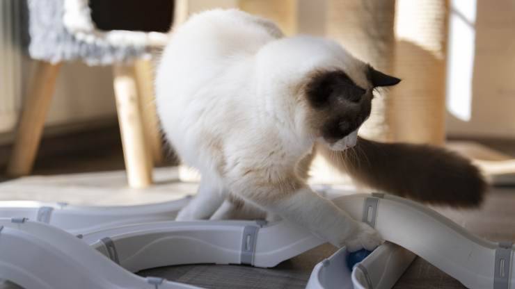 razze di gatti che amano giocare