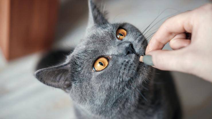gatto mangia crocchetta rinforzo positivo nel gatto
