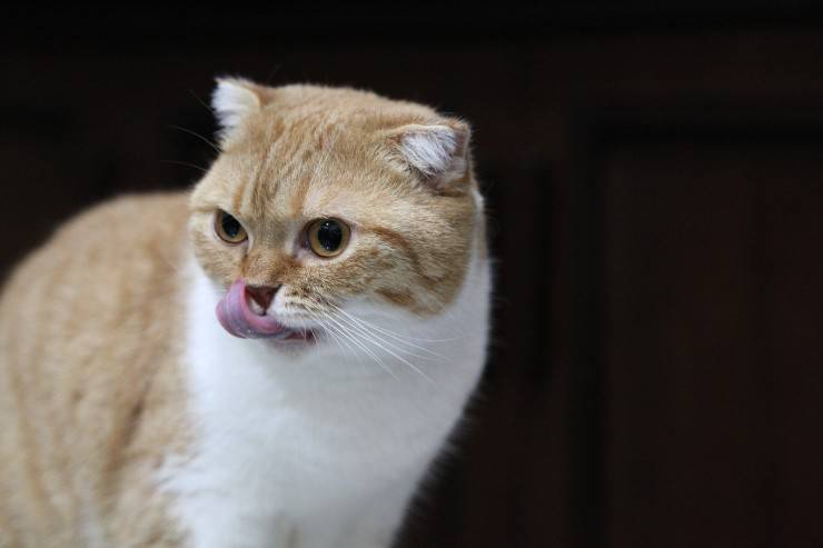 Razze di gatti che miagolano meno 