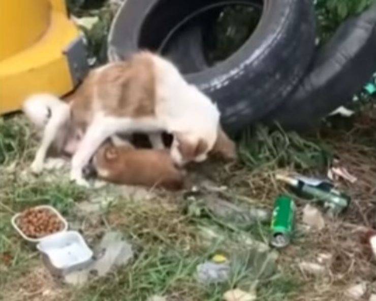 cagnolina 5 cuccioli immondizia