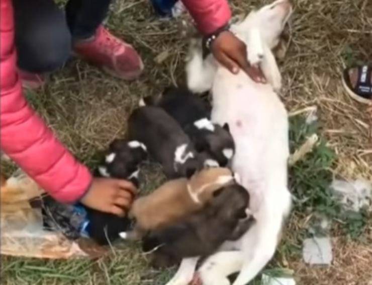 cagnolina cinque cuccioli spazzatura