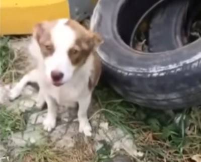 cagnolina cinque cuccioli immondizia