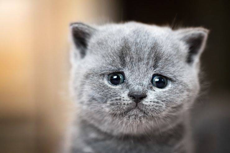 gatto depresso salvato 91 anni