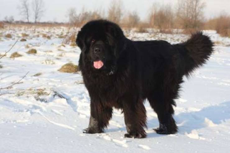 cane terranova nella neve terranova cane curiosità