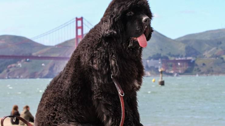 cane terranova una razza con tanti fatti interessanti terranova cane curiosità