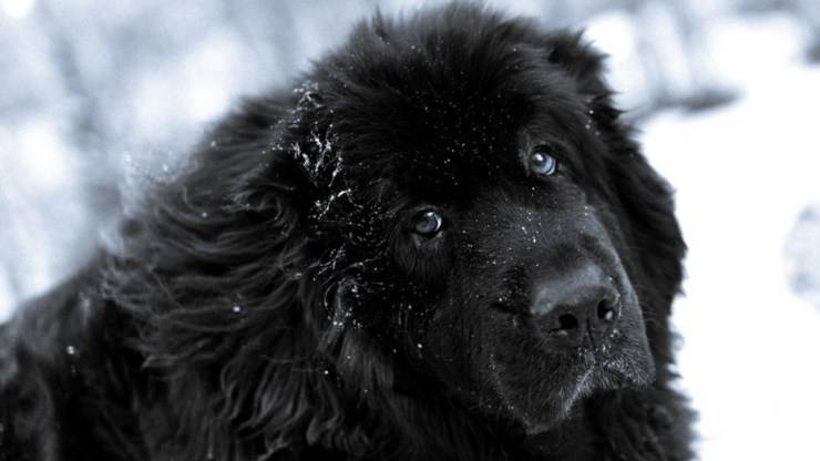 terranova cane alimentazione dieta corretta mangiare