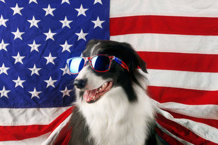 Cani più diffusi in America Cani più diffusi in America
