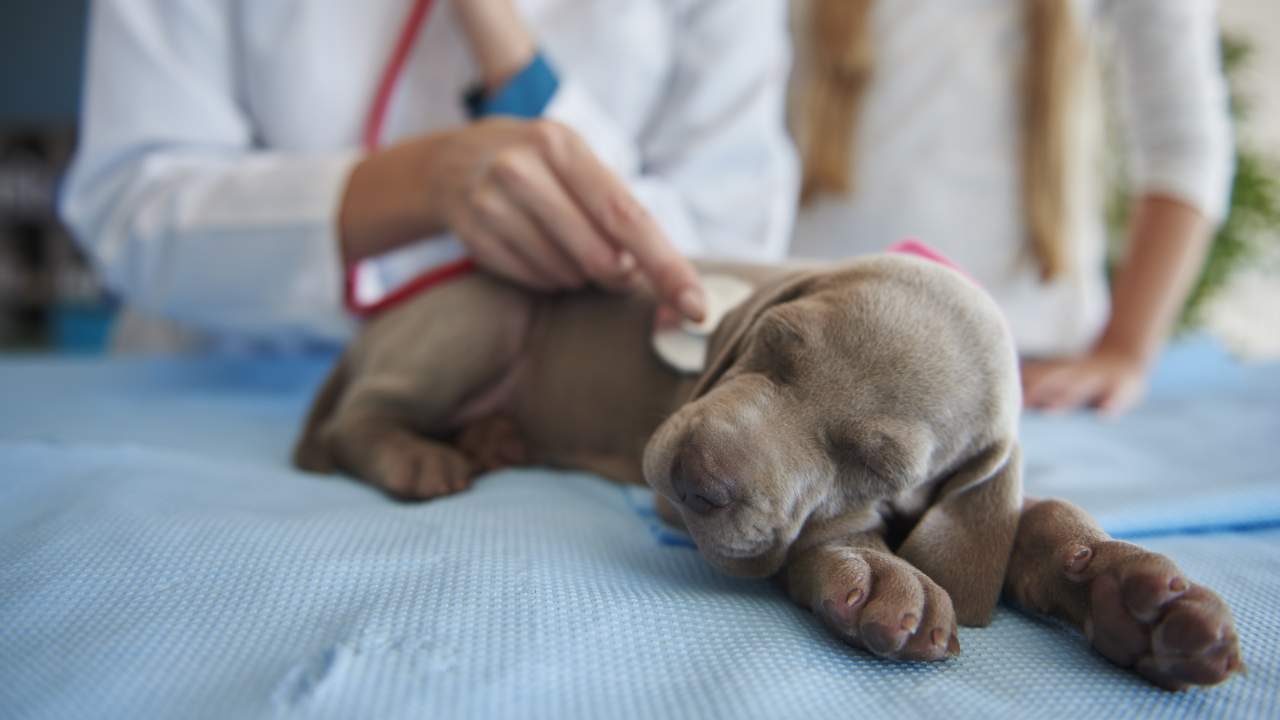 cucciolo a visita dal veterinario Encefalopatia epatica nel cane