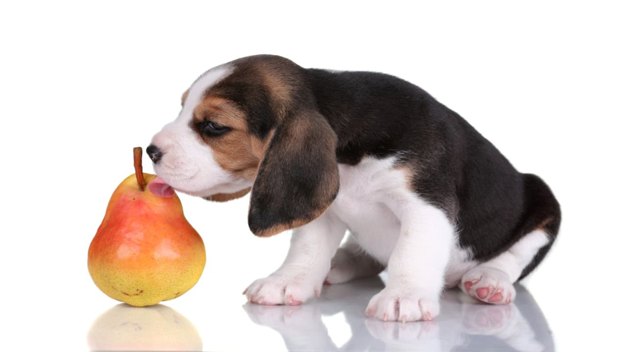 Cane annusa pera Il cane può mangiare la pera?