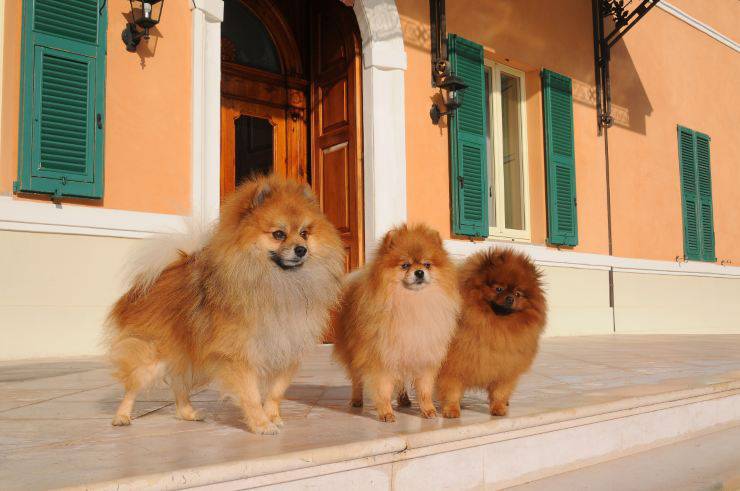 Gravidanza del Volpino di Pomerania