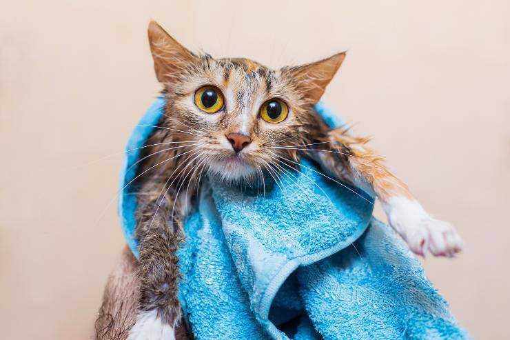 Bagnetto al gatto Bagnetto al gatto
