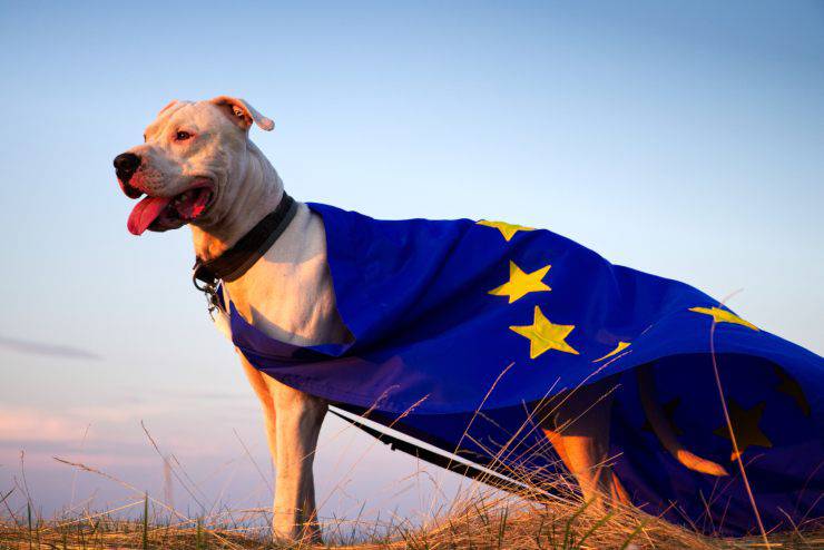 Le prime razze di cani in Europa Le prime razze di cani in Europa