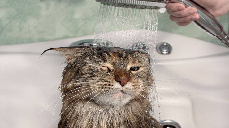 Bagnetto al gatto Bagnetto al gatto