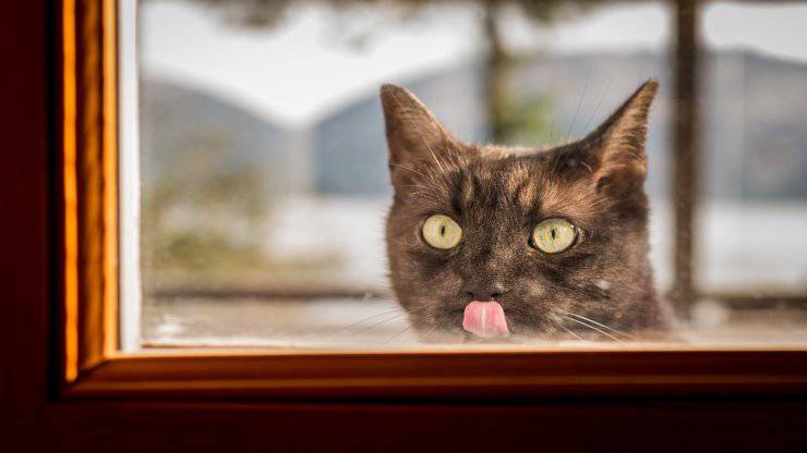 Il gatto lecca il vetro Il gatto lecca il vetro