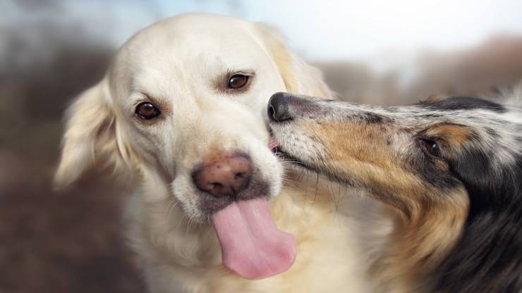 Perché i cani si leccano il muso tra loro