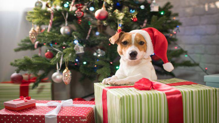 Un cane a Natale sì o no