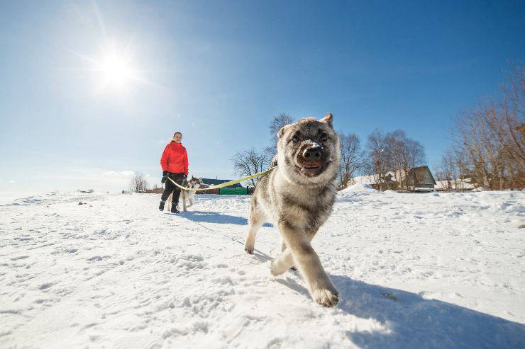 Le prime razze di cani in Europa Le prime razze di cani in Europa