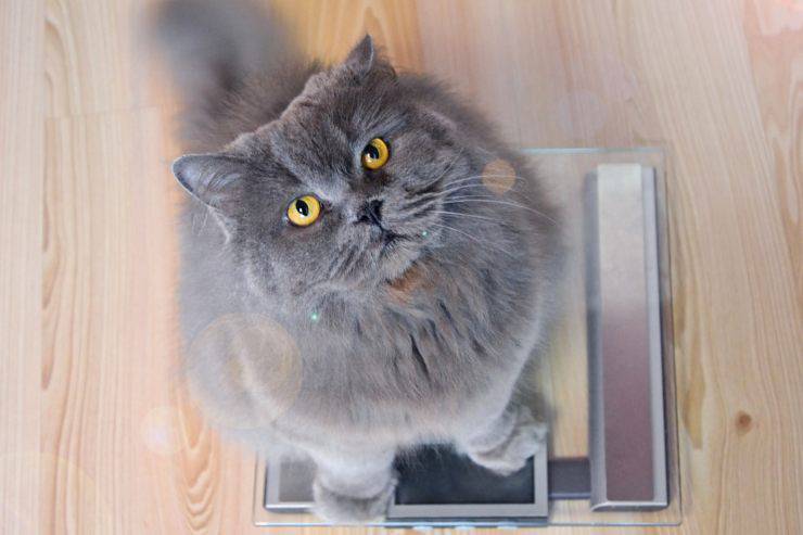 Razze di gatti che tendono ad ingrassare Razze di gatti che tendono ad ingrassare