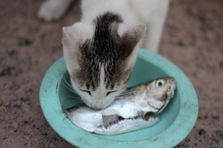 Gli effetti del mercurio sul gatto Gli effetti del mercurio sul gatto