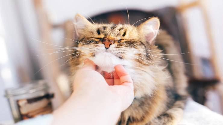 Il gatto sbava se lo accarezzo Il gatto sbava se lo accarezzo