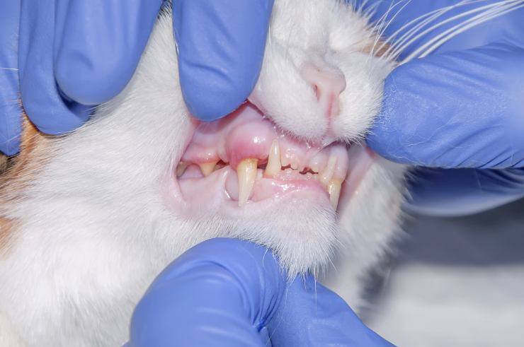 Il gatto digrigna i denti