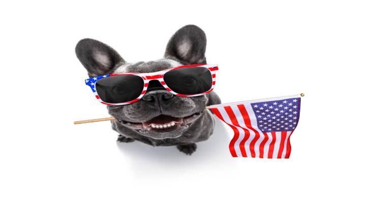 Cani più diffusi in America Cani più diffusi in America