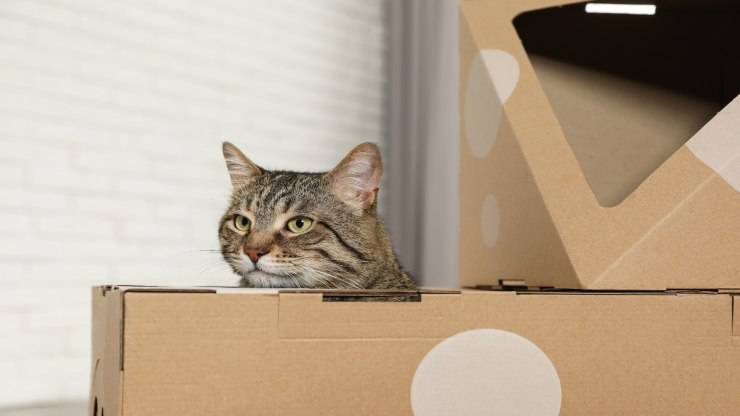 Regali di Natale per gatti fatti dai bambini