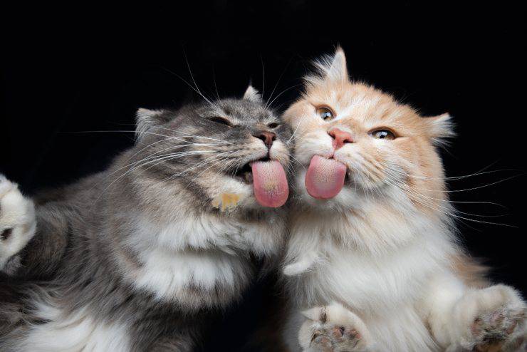 Il gatto lecca il vetro Il gatto lecca il vetro