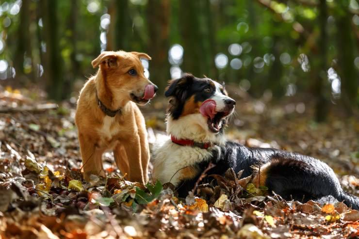 Perché i cani si leccano il muso tra loro