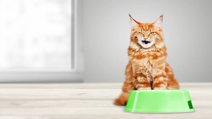 Il gatto non mangia e non beve