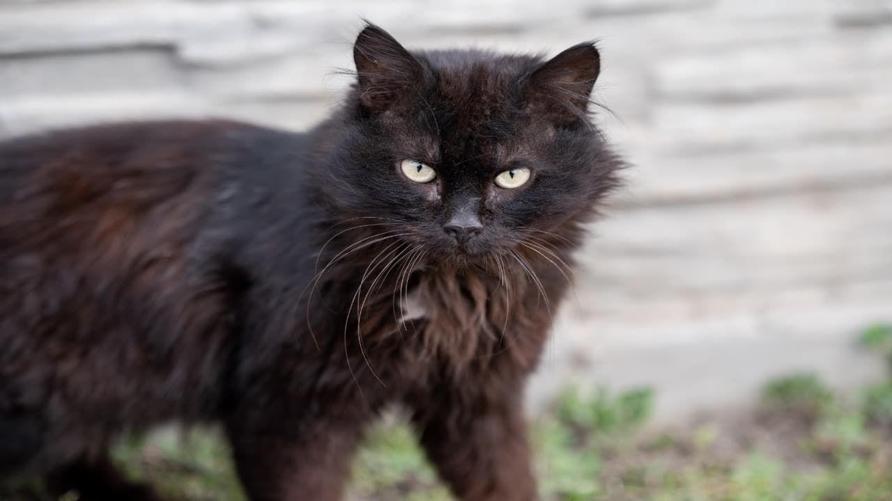 gatto randagio Adottare un animale trovato per strada