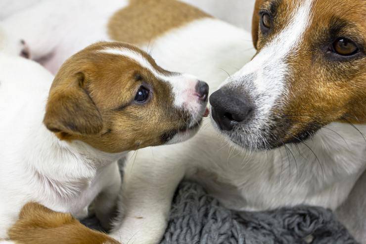Cucciolo lecca muso alla cagna