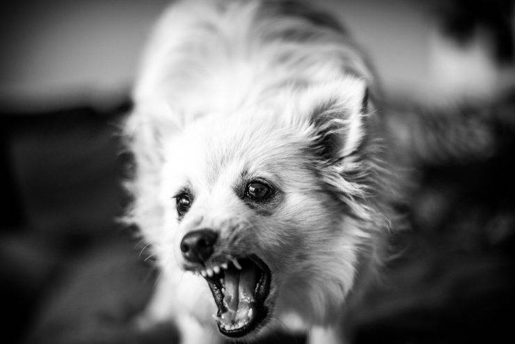 Problemi di comportamento del Volpino di Pomerania Problemi di comportamento del Volpino di Pomerania