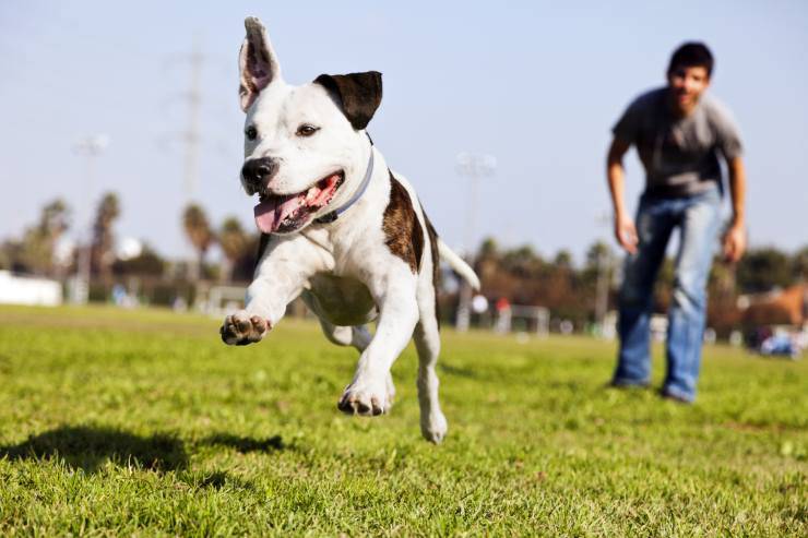 Calmare un cane agitato