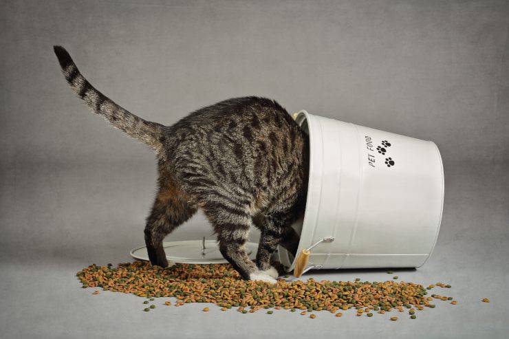 Il gatto mangia le crocchette del cane Il gatto mangia le crocchette del cane
