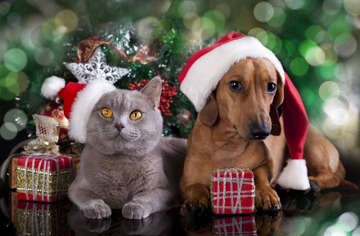 Animali sotto l'albero di Natale