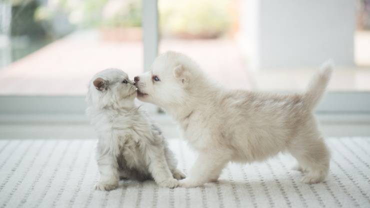 cane gatto gatti cani cuccioli cucciolo gattino