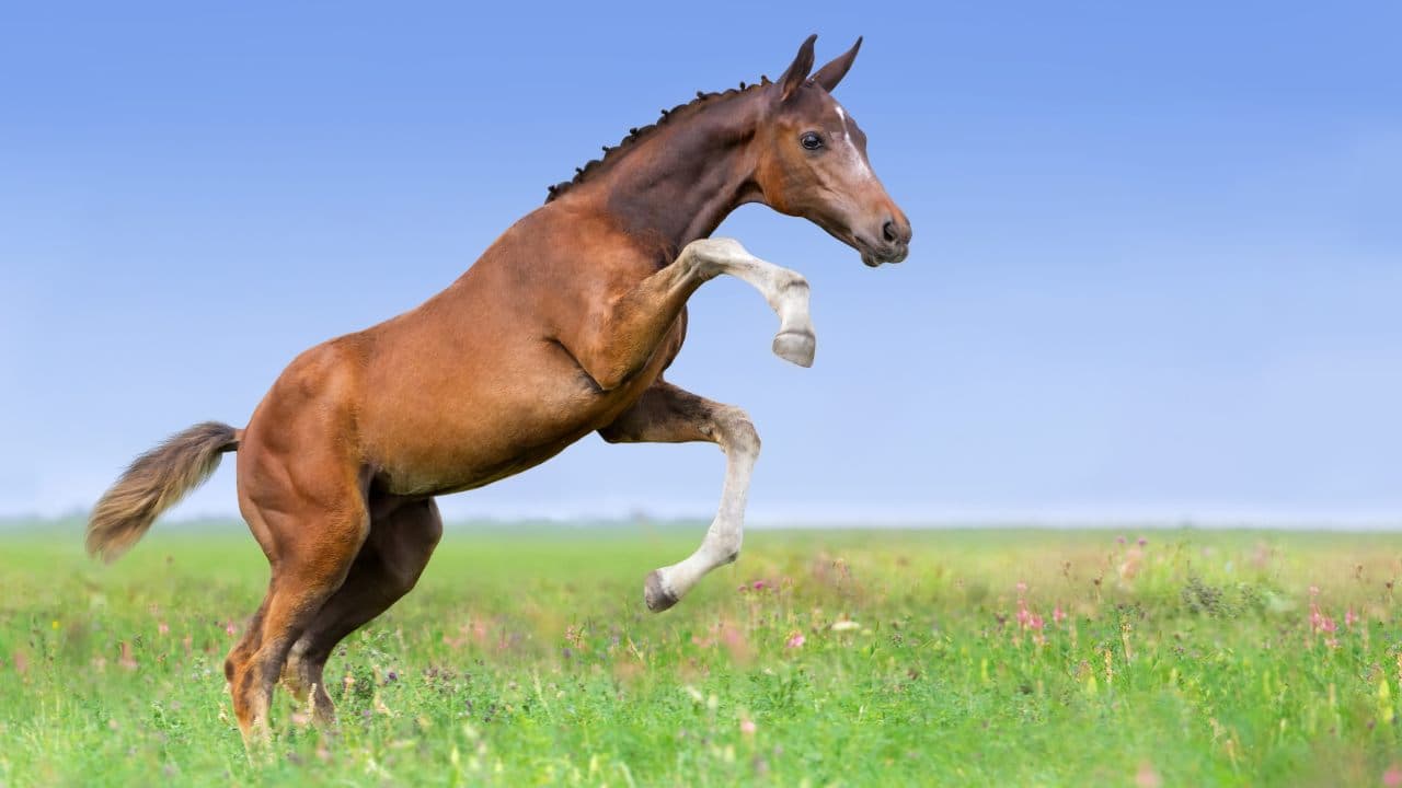 cavallo che impenna L'importanza del gioco per il cavallo