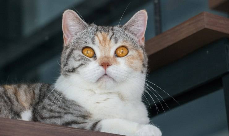 American Wirehair