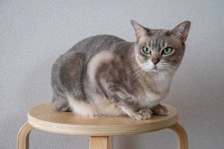 gatto australian mist