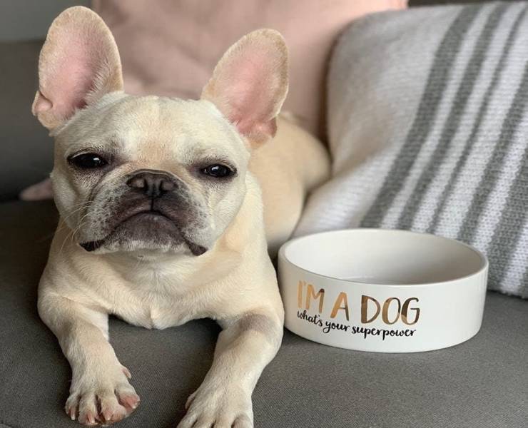 Bulldog e ciotola