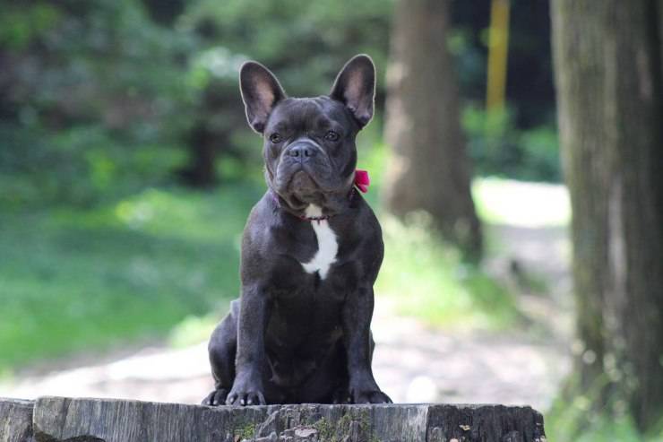 Bulldog francese adulto