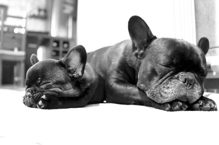 Bulldog francese cucciolo