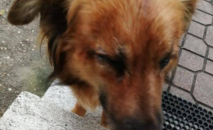 Cane Fiamma Occhio